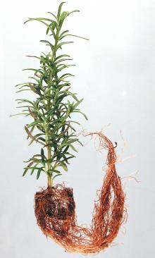 Image related to Rosemary (Rosmarinus officinalis)-Root Rot