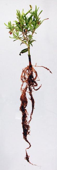 Image related to Rosemary (Rosmarinus officinalis)-Root Rot