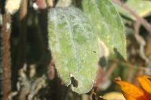 Image related to Rudbeckia spp. (Black-eyed Susan)-Powdery Mildew