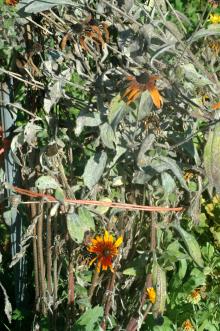 Image related to Rudbeckia spp. (Black-eyed Susan)-Powdery Mildew