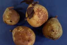 Image related to Pear (Pyrus spp.)-Fruit Russeting