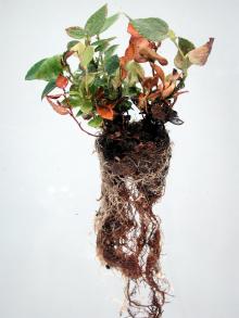 Image related to Salal (Gaultheria shallon)-Root Rot