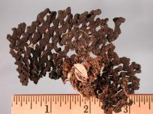 Image related to Sunflower (Helianthus spp.)-Sclerotinia Wilt and Head Rot