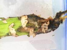 Image related to Seed Crop, Crucifers (Brassica and Raphanus spp.)-Black Leg