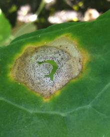 Image related to Seed Crop, Crucifers (Brassica and Raphanus spp.)-Black Leg