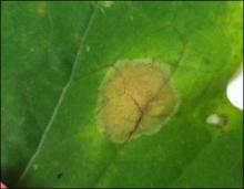 Image related to Seed Crop, Crucifers (Brassica and Raphanus spp.)-Light Leaf Spot