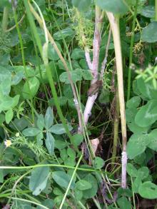 Image related to Seed Crop, Crucifers (Brassica and Raphanus spp.)-Sclerotinia Stem Rot