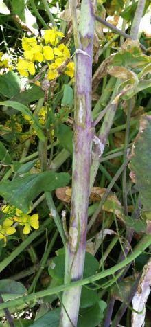 Image related to Seed Crop, Crucifers (Brassica and Raphanus spp.)-White Leaf Spot and Gray Stem