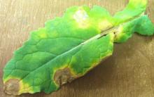 Image related to Seed Crop, Crucifers (Brassica and Raphanus spp.)-White Leaf Spot and Gray Stem