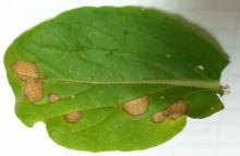 Image related to Seed Crop, Crucifers (Brassica and Raphanus spp.)-White Leaf Spot and Gray Stem