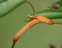 Swollen serviceberry stem