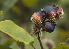 Image related to Serviceberry (Amelanchier spp.)-Rust