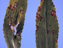 Image related to Shasta Daisy (Leucanthemum x superbum)-Leaf Spot (Leaf Blotch)