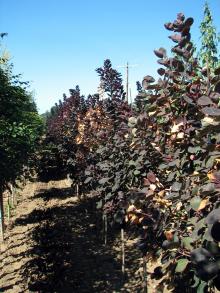 Image related to Smoke Tree (Cotinus coggygria)-Verticillium Wilt