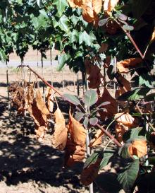 Image related to Smoke Tree (Cotinus coggygria)-Verticillium Wilt