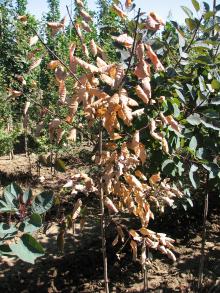 Image related to Smoke Tree (Cotinus coggygria)-Verticillium Wilt