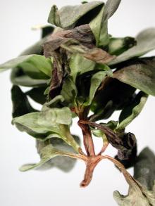 Image related to Snapdragon (Antirrhinum majus)-Botrytis Blight