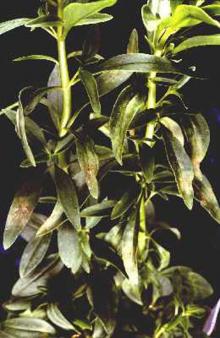 Image related to Snapdragon (Antirrhinum majus)-Downy Mildew