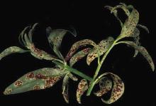 Image related to Snapdragon (Antirrhinum majus)-Rust