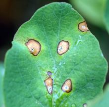 Image related to Snowberry (Symphoricarpos spp.)-Leaf Spots