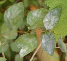 Image related to Snowberry (Symphoricarpos spp.)-Powdery Mildew