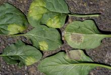 Image related to Spinach (Spinacia oleracea)-Downy Mildew