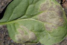 Image related to Spinach (Spinacia oleracea)-Downy Mildew