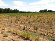 A spinach seed field with wide-spread plant die-out due to Fusarium wilt. Photo by Cynthia M. Ocamb, 2019.