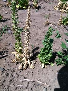 A healthy spinach plant in the foreground on the right, the brown plant in the middle that has died due to Fusarium wilt, and the plant on the left has leaves turning yellow then brown as the affects due to Fusarium wilt take hold. Photo by Cynthia M. Ocamb, 2019.