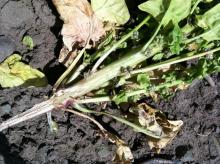 A spinach seed plant suffering from Fusarium wilt has been split open longitudinally to show the brown-colored tissues inside the plant that are characteristic of wilt diseases in this crop. Photo by Cynthia M. Ocamb, 2019.