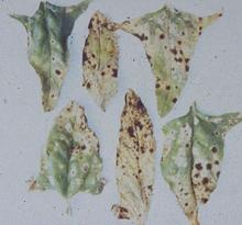 Image related to Spinach (Spinacia oleracea)-Leaf Spot