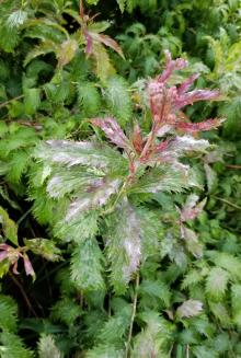 Highly serrated leaves on shoot of Spirea