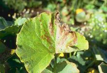 Image related to Squash (Cucurbita spp.)-Alternaria Leaf Blight