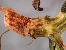 Image related to Squash (Cucurbita spp.)-Crown and Foot Rot