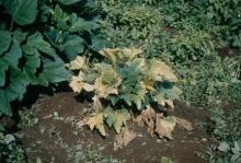 Image related to Squash (Cucurbita spp.)-Curly Top