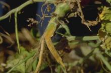 Image related to Squash (Cucurbita spp.)-Fusarium Wilt