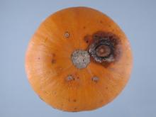 Image related to Squash (Cucurbita spp.)-Gummy Stem Blight (Black Rot)