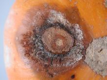 Image related to Squash (Cucurbita spp.)-Gummy Stem Blight (Black Rot)