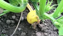 An aborted squash fruit due to pollination failure. Photo by Cynthia M. Ocamb, 2011.