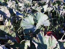 Image related to Squash (Cucurbita spp.)-Powdery Mildew