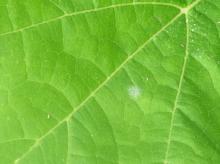 A pumpkin leaf with a small powdery mildew colony present; this is an early stage of the disease. Photo by Cynthia M. Ocamb, 2012.