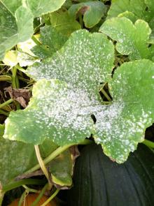 Powdery white-colored colonies on a squash leaf due to powdery mildew. Photo by Cynthia M. Ocamb, 2011.