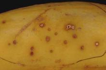 Image related to Squash (Cucurbita spp.)-Scab (Gummosis)