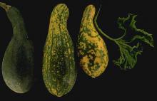 Image related to Squash (Cucurbita spp.)-Virus Diseases