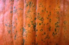 Image related to Squash (Cucurbita spp.)-Virus Diseases