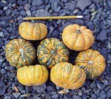 Image related to Squash (Cucurbita spp.)-Virus Diseases