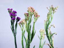 Image related to Statice (Limonium spp.)-Viruses