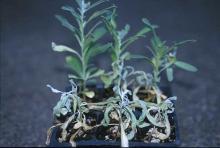 Image related to Stock (Matthiola spp.)-Bacterial Blight