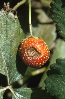 Image related to Strawberry (Fragaria spp.)-Anthracnose