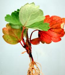 Image related to Strawberry (Fragaria spp.)-Anthracnose